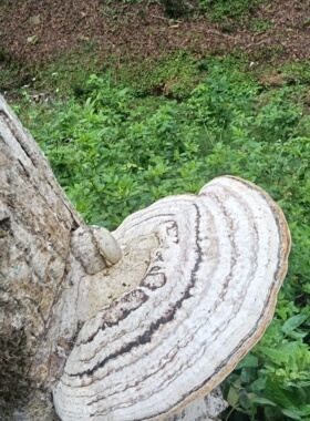 正品树舌灵芝正宗云南野生平盖灵芝整只木灵芝泡酒摆件原生态