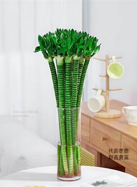 富贵竹专用花瓶适合龙竹插玻璃圆口50水培养转运竹植物30cm40