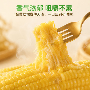 东北新鲜糯玉米黄糯棒即食