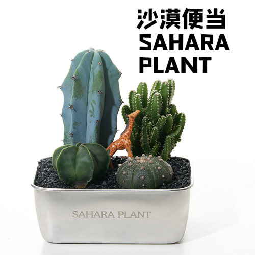 【沙漠便当】仙人掌盆栽植物室内绿植花卉办公室桌面解压送礼礼物 - 图0