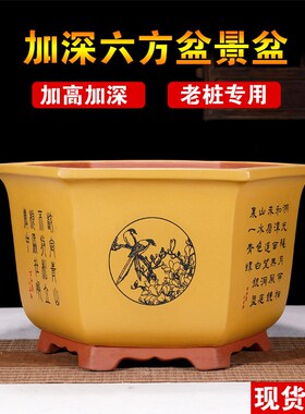 宜兴紫砂花盆六方形海棠梅花老桩盆加高加深陶瓷盆三角梅专用花盆