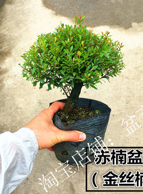 赤楠盆景植物树桩红杨金丝楠木盆栽办公室绿植四季常青开花香结果