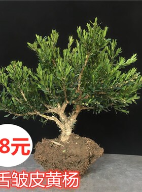 瓜子黄杨盆景植物老桩造型岭南盆景室内办公桌高档盆栽绿植邹皮