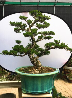 黄杨盆景植物大型老树桩造型提根小叶皱皮庭院客厅阳台珍珠雀舌