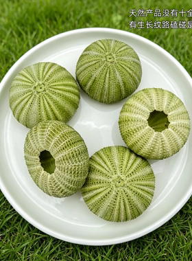 天然彩色海胆壳贝壳DIY装饰