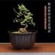 Fine diamond flower purple sand orchid flower pot Master bonsai pot desktop flower personalized ceramic Chinese style home use
