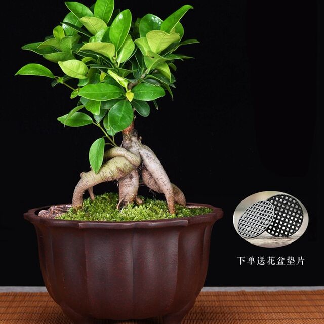 Fine diamond flower purple sand orchid flower pot Master bonsai pot desktop flower personalized ceramic Chinese style home use