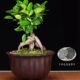 Fine diamond flower purple sand orchid flower pot Master bonsai pot desktop flower personalized ceramic Chinese style home use