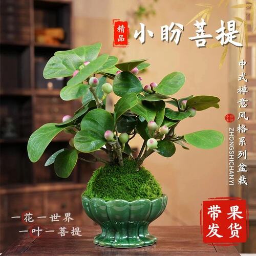 小盼菩提盆栽 办公室绿植带果 懒人好养桌面花卉客厅桌面装饰摆件 - 图0