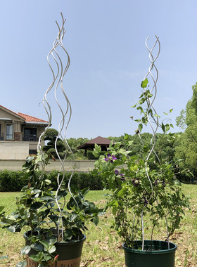爬藤架花架爬藤支架花架支撑杆铁线莲月季螺旋花支架植物固定架子