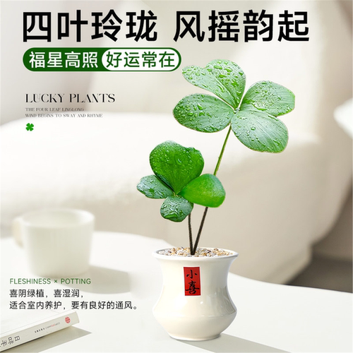 墨西哥铁树四叶草盆栽办公室内情绪稳定幸运草桌面旺财绿植物摆件 - 图1