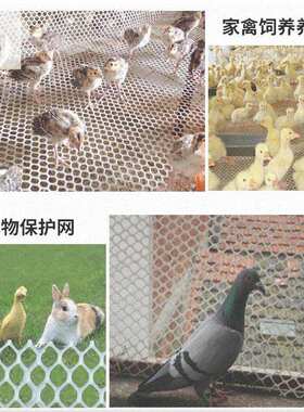 塑料地网格栅鸽舍养鸡塑料平网养殖网漏粪家用胶丝网围栏小孔网子