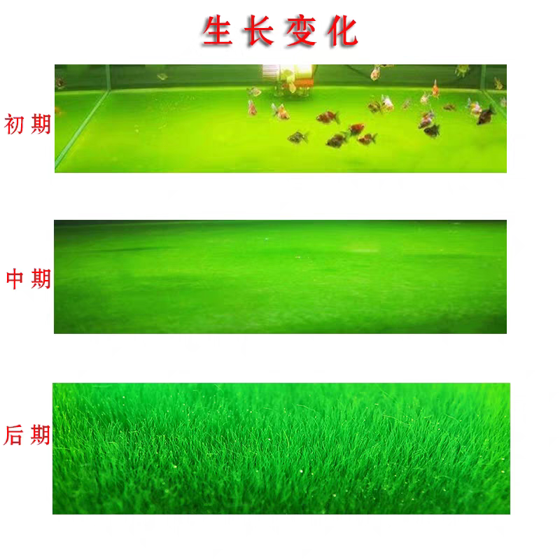 精品短绒藻石短绒藻石藻兰寿种水培水草造景绿毛龟水藻石鱼虾口粮