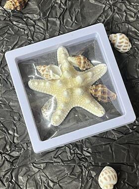 青岛相框纯天然海星海螺相框纪念品标本礼物旅游伴手礼创意摆件带