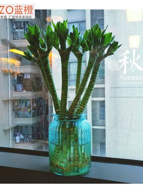 玻璃花瓶透明插花瓶客厅花瓶家居摆件彩色干花富贵竹水培瓶鲜花瓶