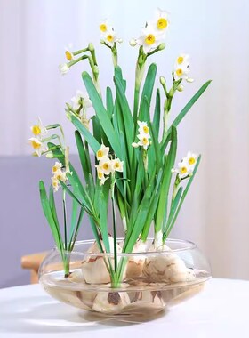 新中式玻璃花瓶碗莲水仙花盆透明水培花瓶铜钱草睡莲盆乌龟金鱼缸
