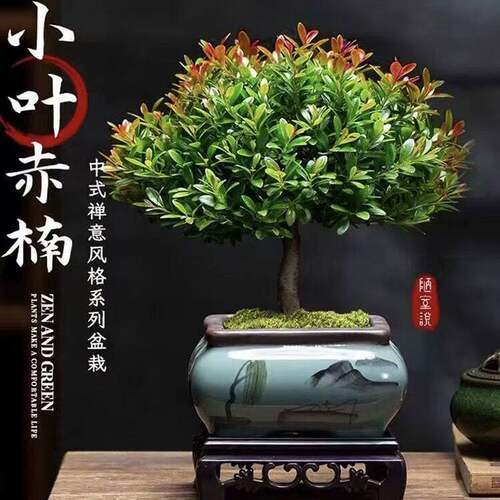 小叶赤楠老桩盆景苗植物花卉微景观水培办公室内好养四季常青盆栽 - 图1