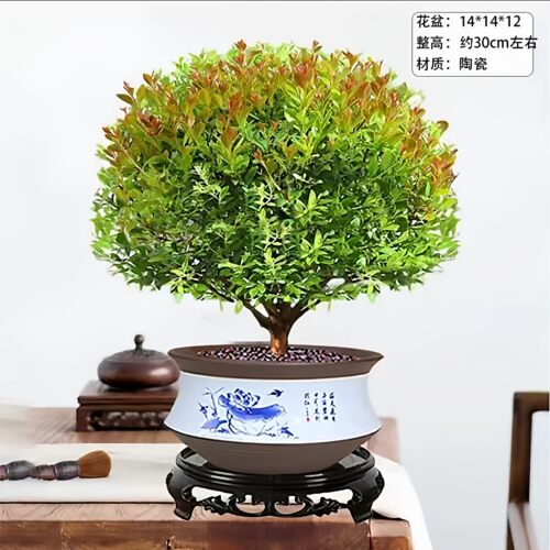 小叶赤楠老桩盆景苗植物花卉微景观水培办公室内好养四季常青盆栽 - 图0