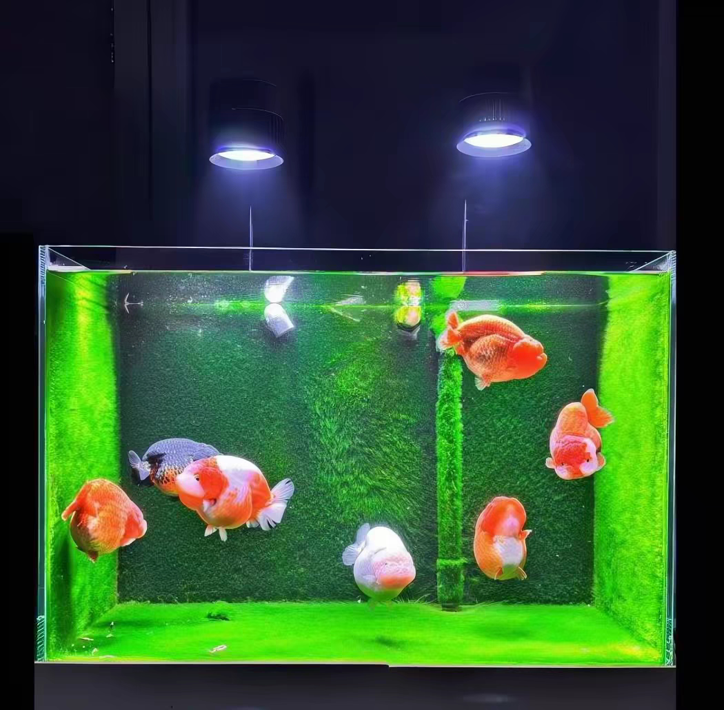 精品长绒藻石兰寿鱼缸绿藻精品藻种天然绿藻净化水质绿地毯摆件