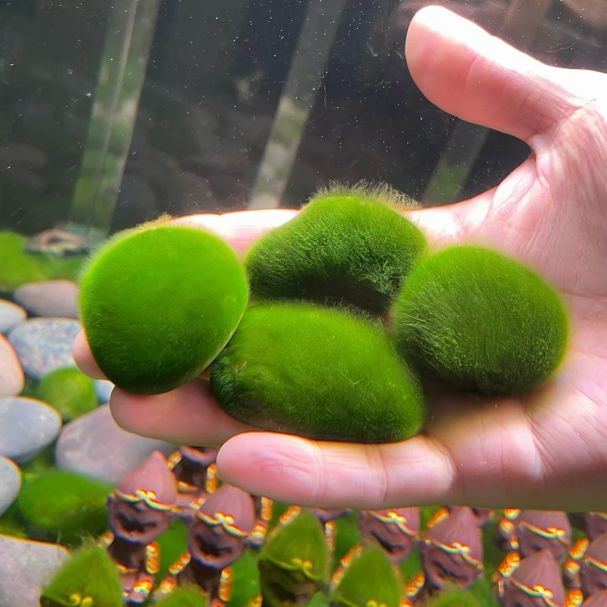 精品长绒藻石兰寿鱼缸绿藻精品藻种天然绿藻净化水质绿地毯摆件