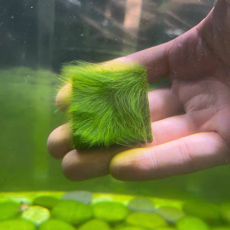 短绒藻石兰寿藻鱼缸造景长绒绿毛龟绿藻地毯增氧净化水草鱼虾口粮