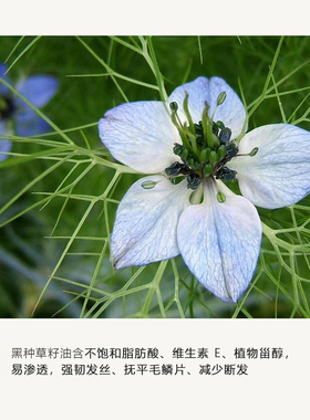 【U先】植物精萃护发精华油清洁控油平衡头皮油脂保湿去屑精油