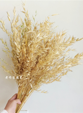 天然秋色小燕麦筱麦穗束真花背景橱窗道具文艺干草装饰干枝花束