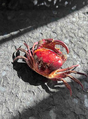 紫色束腰蟹螃蟹标本相框成品真蟹制作整姿展示收藏高颜值生日礼物