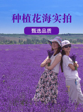 薰衣草干花粒安神助眠香包香料枕头填充衣柜除味2新花法国蓝
