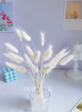 白色兔尾草干花真花家p居装饰玻璃花瓶摆件客厅餐桌小清新插花摆