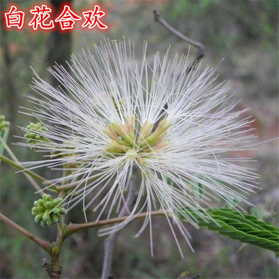 合欢花树苗庭院别墅园林名贵风景大树南北方种植芙蓉盆栽绿化树木 - 图3