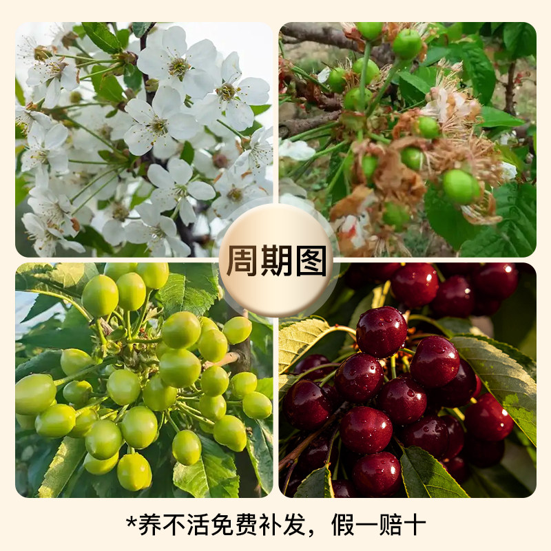 正宗车厘子树苗南方北方庭院盆栽