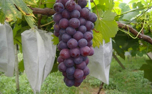 葡萄套袋专用防鸟防水透气露天保护袋子桃子枇杷葡萄袋子无纺布 - 图0