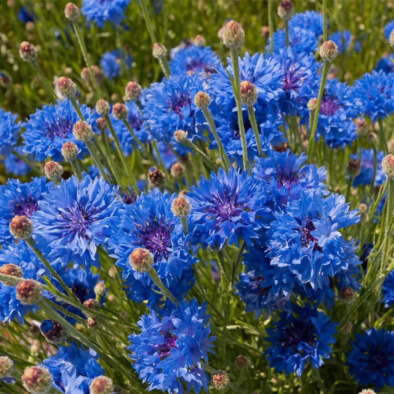 矢车菊花种子易活四季播种开花蓝芙蓉花庭院室外盆栽耐寒花种籽子 - 图2