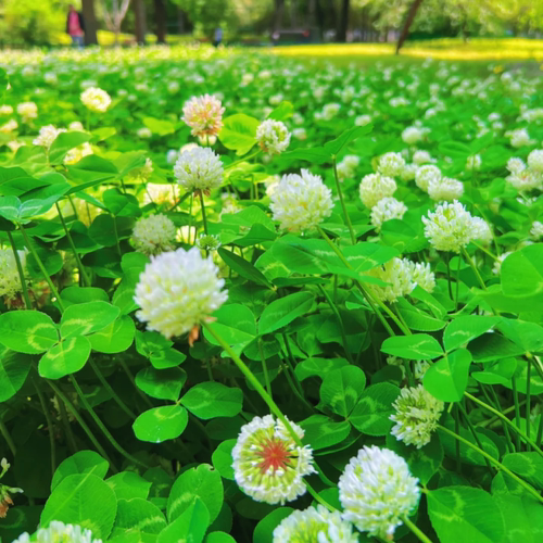三叶草种子草种白三叶种 红三叶种子绿化护坡易活草坪种子包邮 - 图1