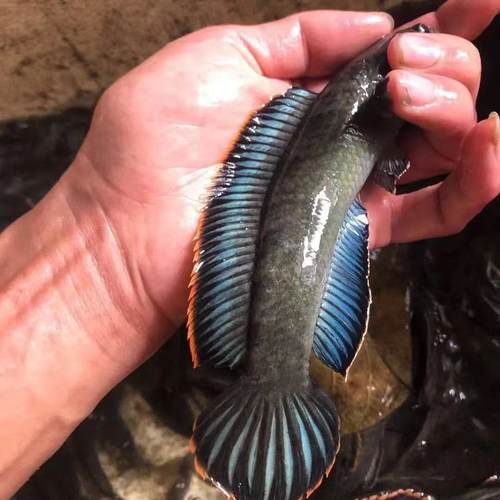 冷水观赏鱼雷龙鱼好养活凶猛淡水鱼大型凶猛鱼七彩雷龙彩虹雷龙鱼 - 图1