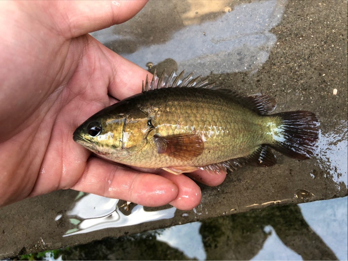 攀鲈鱼观赏鱼过山鲫鱼巴毛鱼龟壳凶猛鱼淡水鱼好养活热带鱼太阳鱼,淘宝优惠券,粉丝福利购,淘宝优惠卷
