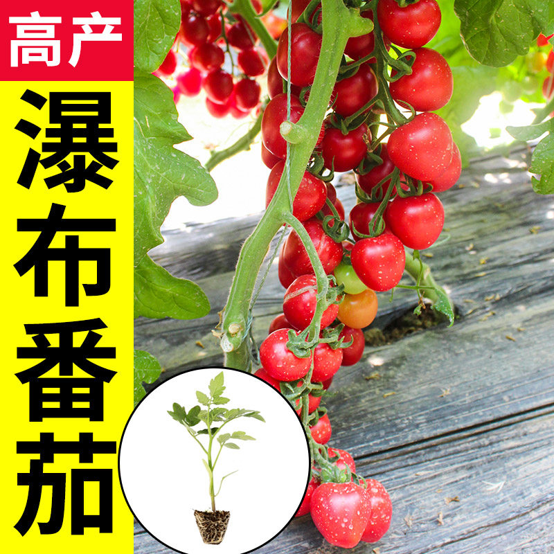 瀑布小番茄种子籽四季大全种孑圣女果苗秧盆栽蔬菜种子,淘宝优惠券,粉丝福利购,淘宝优惠卷