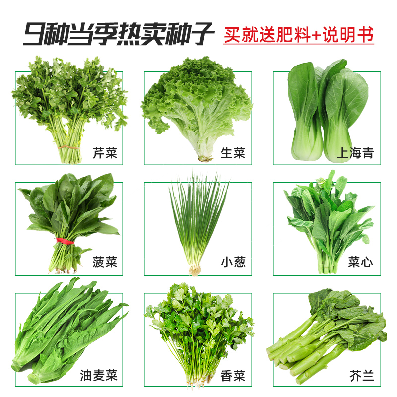 冬天种的菜种籽十一月份盆栽蔬菜四季葱种大全生菜香菜菠菜子孑冬 - 图2