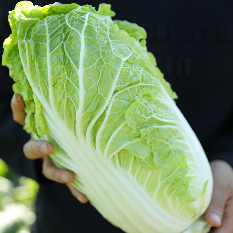 山东大白菜种子种籽孑黄心蔬菜夏季菜籽紫耐热籽种四季耐高温菜种 - 图1