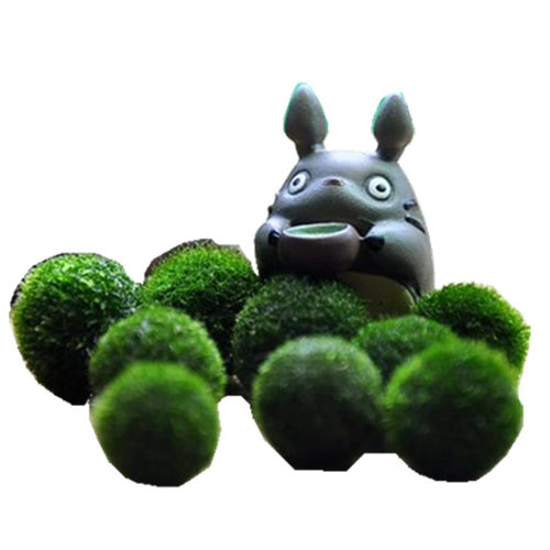 日本北海道炸毛海藻球marimo幸福海藻球微景观生态瓶单颗球藻 - 图3