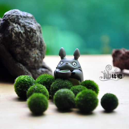 日本北海道炸毛海藻球marimo幸福海藻球微景观生态瓶单颗球藻 - 图1