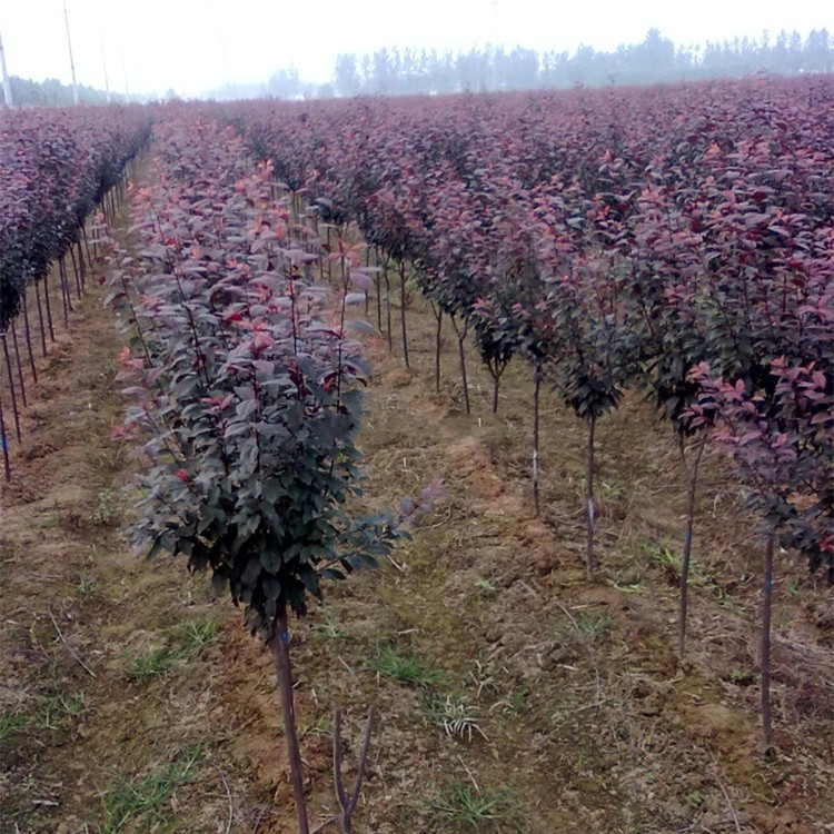 紫叶李占地拆迁 风景树苗 速生红叶李子树苗庭院工程行道绿化苗 - 图1