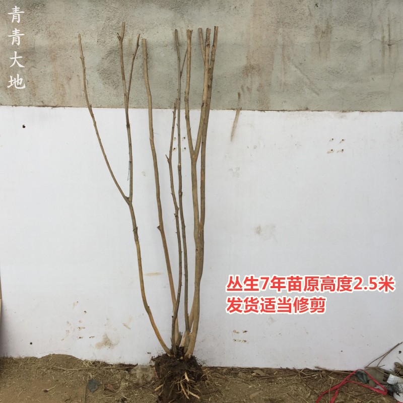 丛生紫薇树苗庭院种植大型紫薇花盆栽美国红火箭绿化风景树苗耐寒-图2