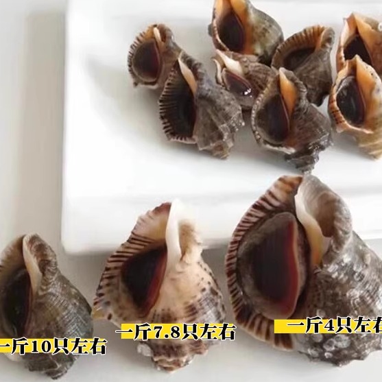 Fresh small conch, large conch, fresh seafood and aquatic products