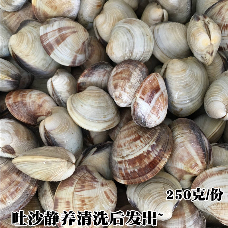 鲜活美贝海蛤蜊新鲜黄蛤蜊大花甲大文蛤蜊野生贝类连云港海鲜水产