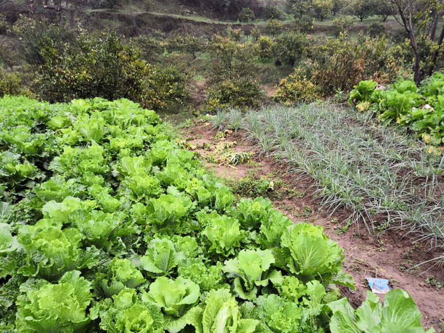 农家自种新鲜蔬菜白菜新鲜大白菜新鲜大白菜农家自种白菜5斤包邮 - 图0