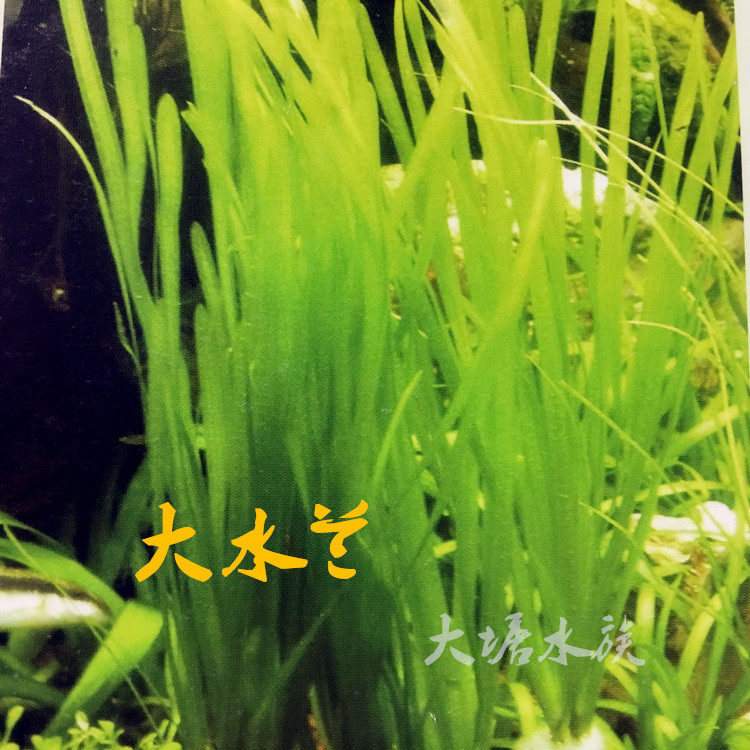 细叶水兰图片,细叶水兰好养吗,水中兰花图片(第19页)_大山谷图库