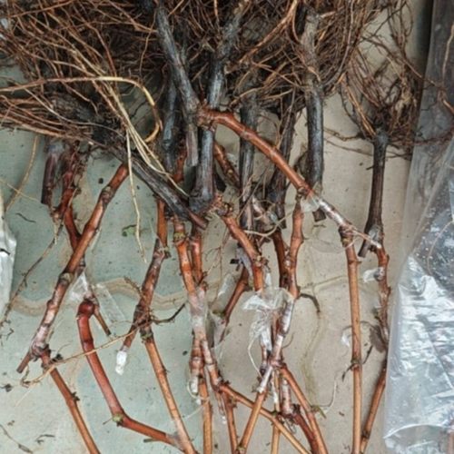 行雨苗木—红富士嫁接苗（夏黑砧木） - 图1