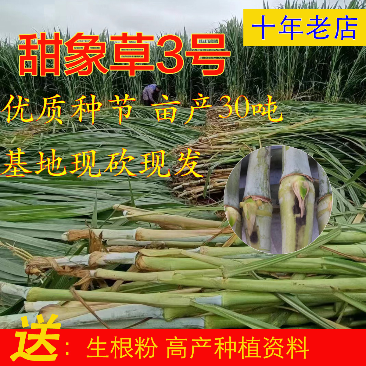 黄竹草草种子台湾新型甜象草种节养喂牛羊多年生四季巨菌草红象草 - 图0